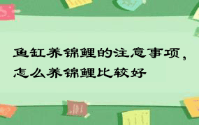 鱼缸养锦鲤的注意事项，怎么养锦鲤比较好