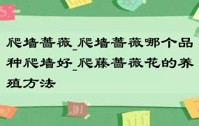 爬墙蔷薇_爬墙蔷薇哪个品种爬墙好_爬藤蔷薇花的养殖方法