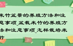 米竹盆景的养殖方法和注意事项_盆栽米竹的养殖方法和注意事项_怎样栽培米竹